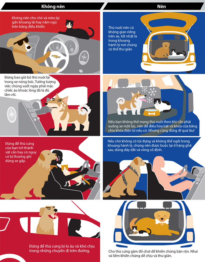 Mẹo vặt chăm sóc thú cưng khi đi du lịch bằng ô tô